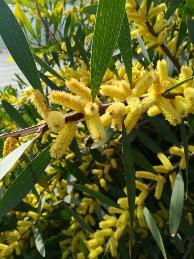 Sydney Goudwattel met gele bloemknoppen