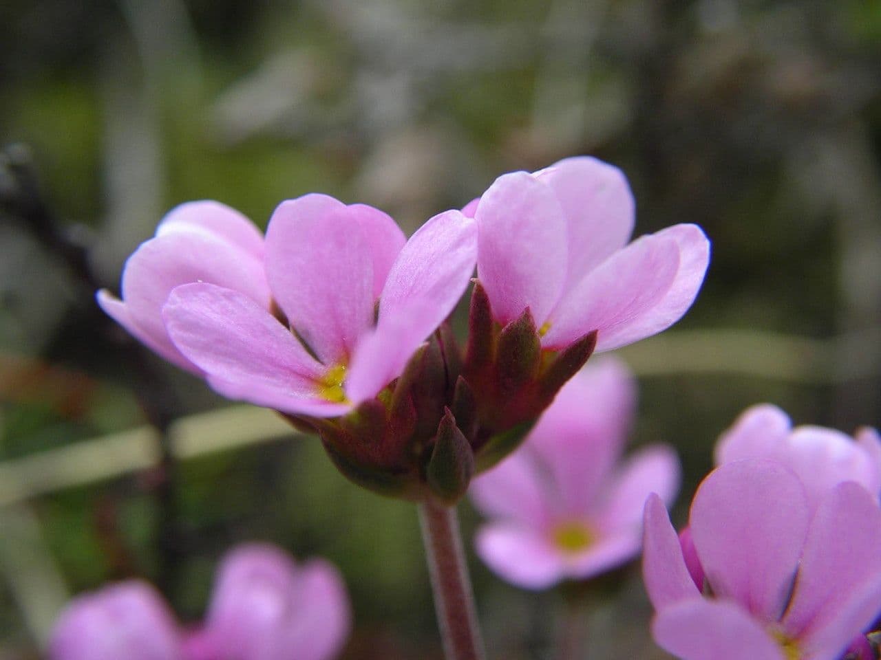 Androsace halleri with purple-pink flowers growing on a rocky alpine slope