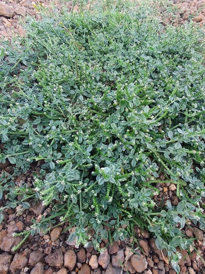 Heliotropium supinum flowers and foliage