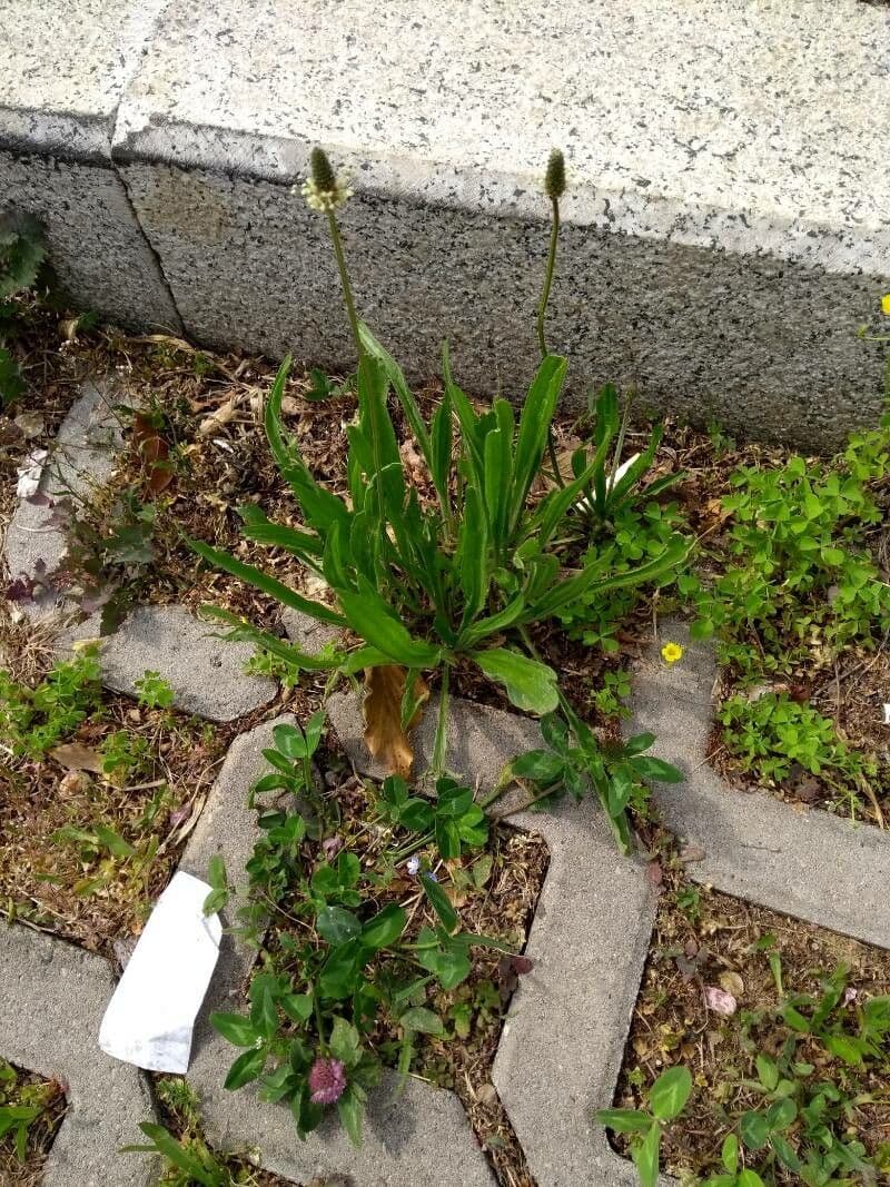 Plantago argentea Pflanze mit silbernen Blattern