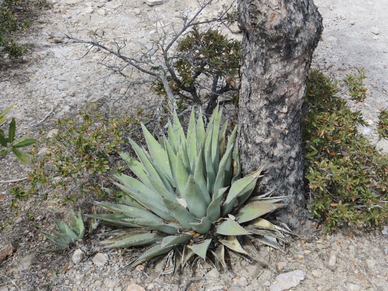 Agave parryi with compact blue-green leaves in tight rosette formation
