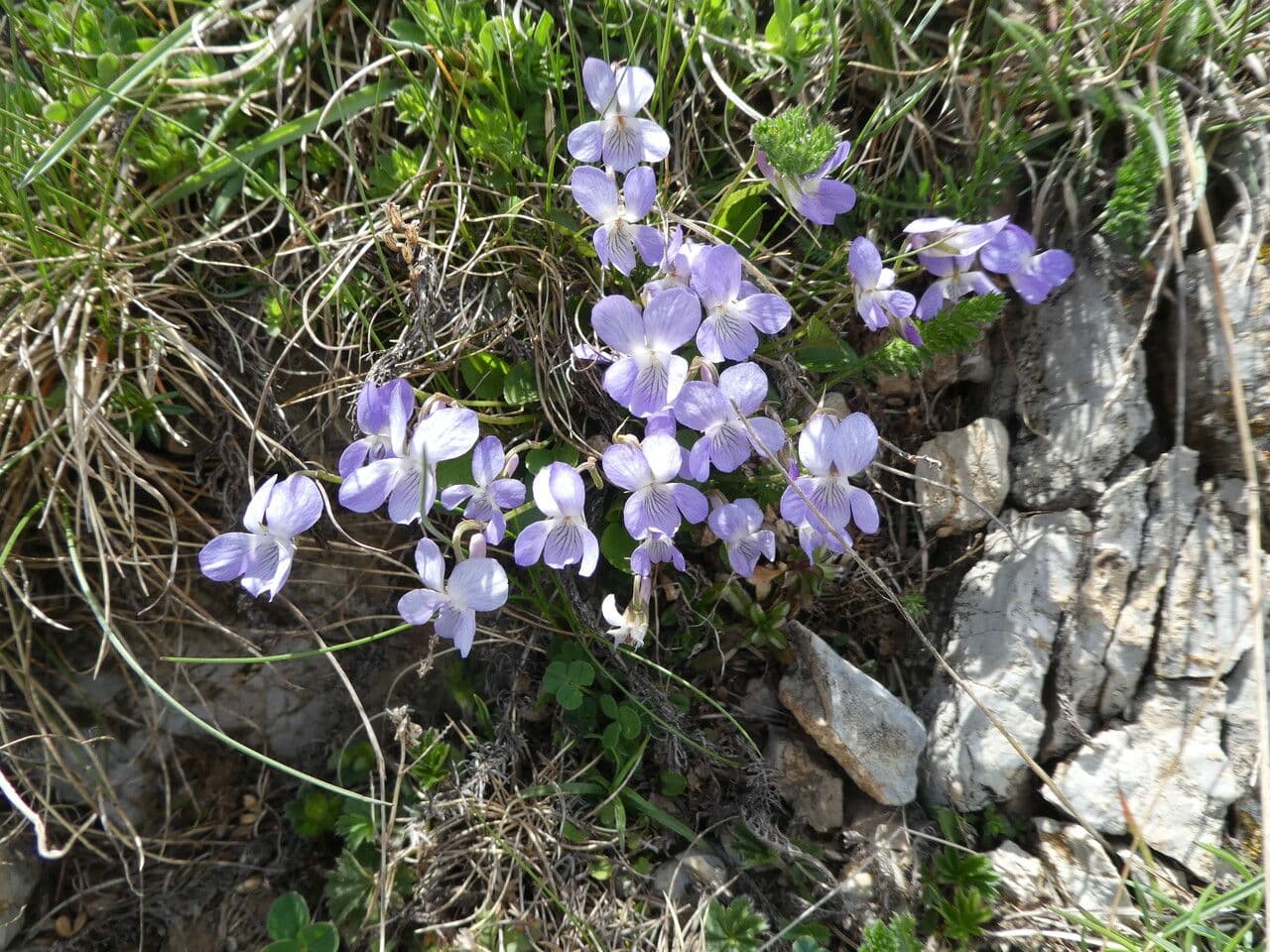 Teesdale violet showing tiny purple flowers on sparse foliage