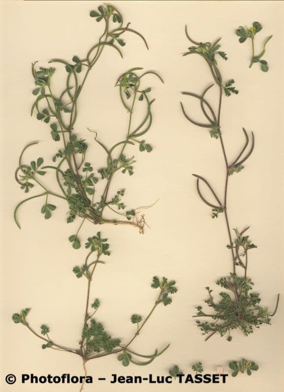 Medicago polyceratia, many-horned medick with yellow flowers and coiled seed pods