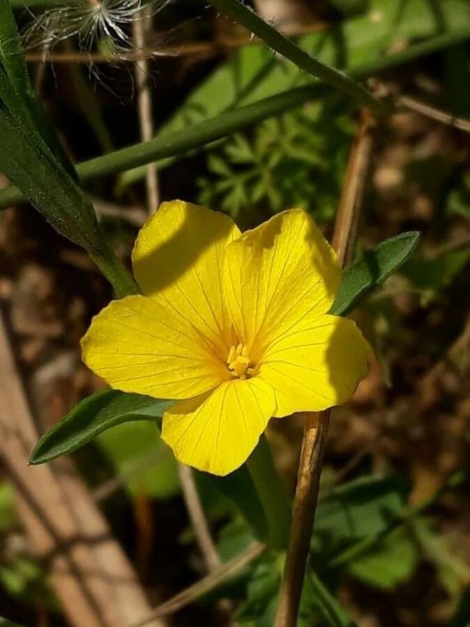 Nodding flax plant with yellow flowers and slender stems