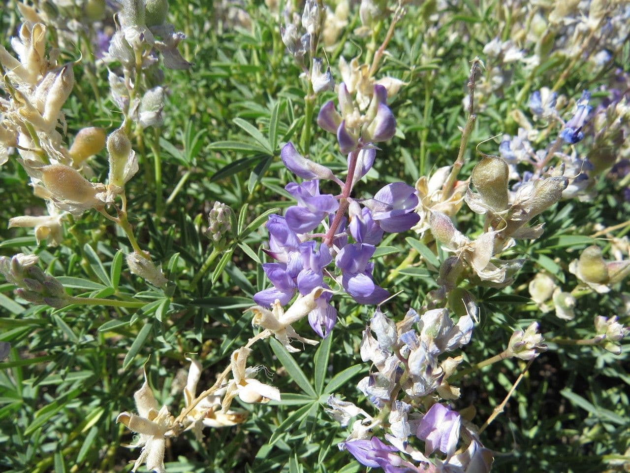 Lupin soyeux avec épis de fleurs violets et feuillage soyeux
