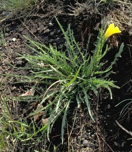 Yellow evening primrose rosette with large yellow flowers close to the ground in summer