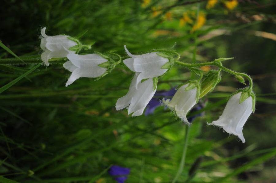 Bärtige Glockenblume in natürlicher felsiger Umgebung mit hellblauen glockenförmigen Blüten
