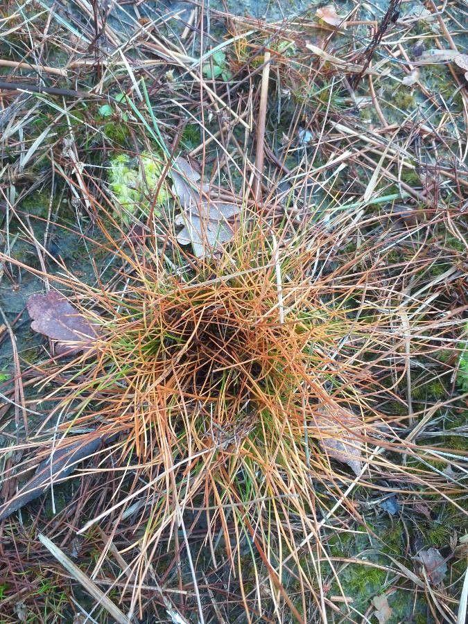 Veelstengelige Waterbies in een natuurlijke tuinvijver omgeven door andere moerasplanten