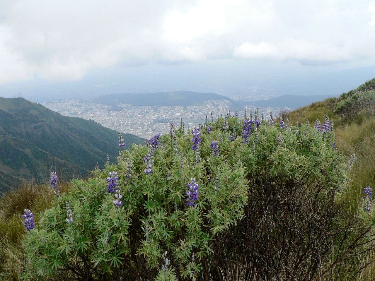 Lupinus pubescens met dichte stengels van paarse, blauwe en witte bloemen