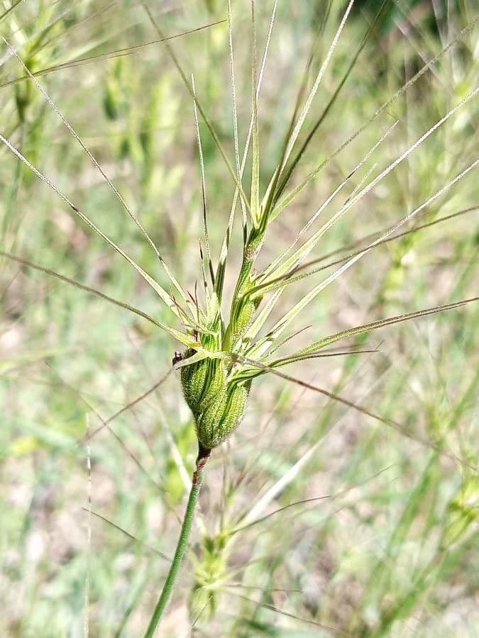 Aegilops geniculata mit charakteristischen gekrummten Ahrenspitzen