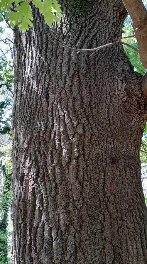 Zerreiche im ausgewachsenen Zustand mit behaarten jungen Zweigen und charakteristischen gefransten Eichelkappen