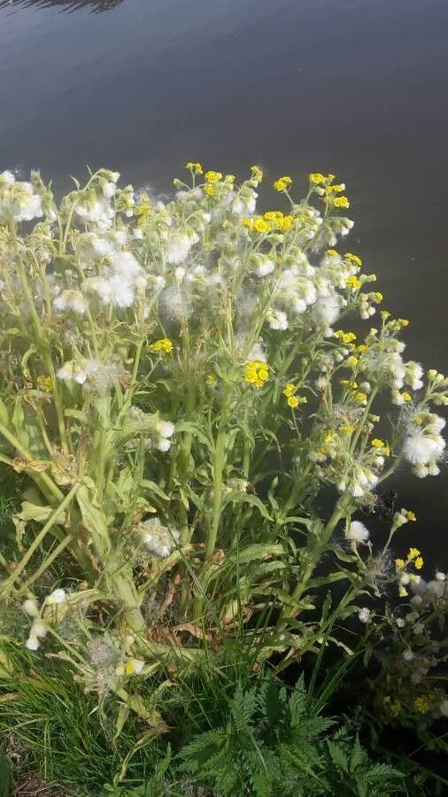 Plante de seneceon des marais avec fleurs jaunes en environnement humide naturel