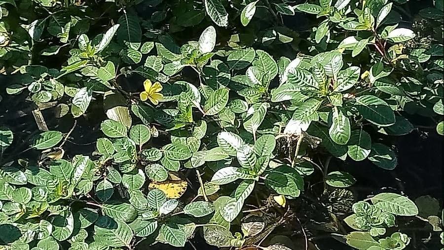 Ludwigia peploides bloem