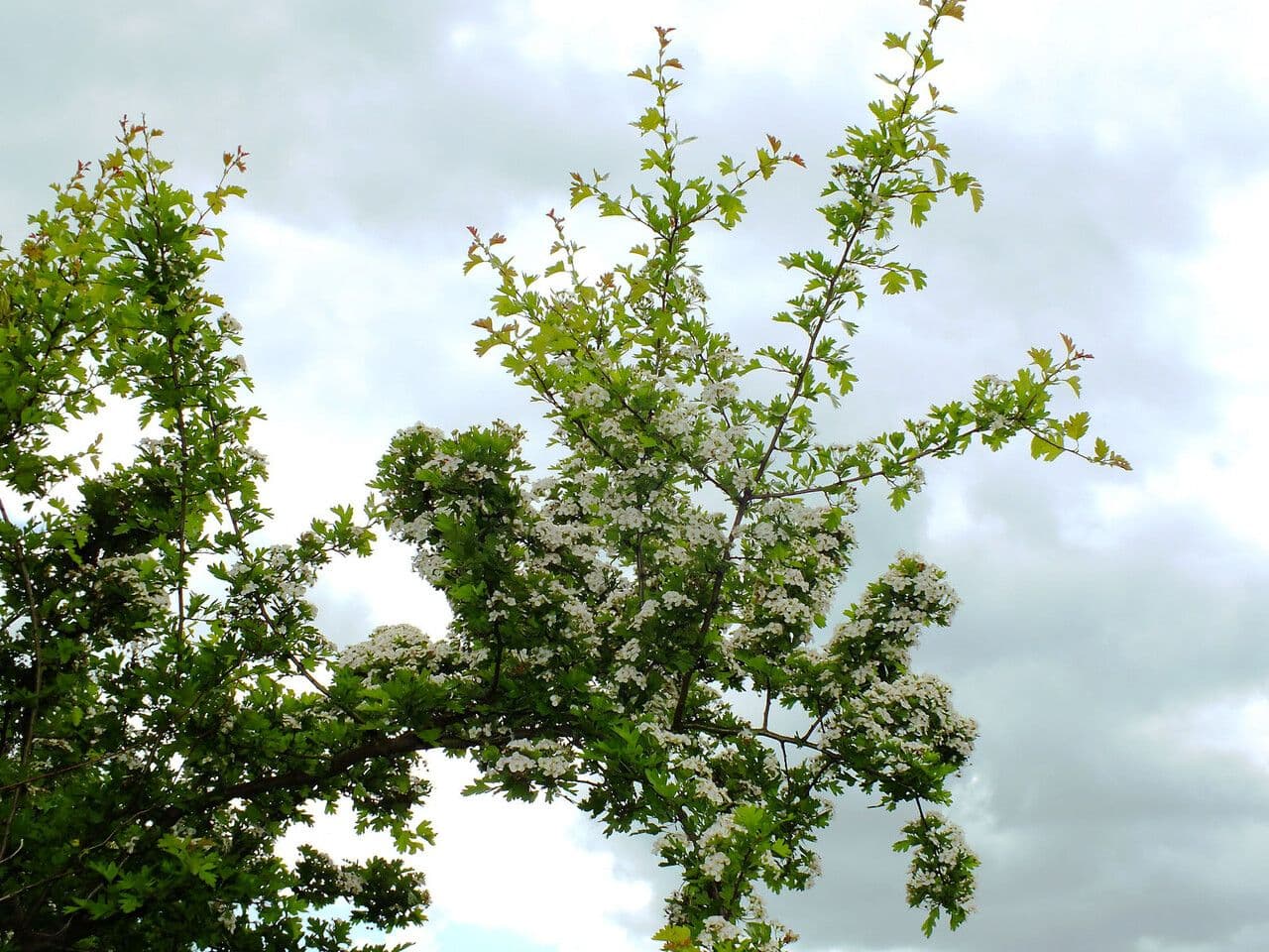 White May flowers of Chinese hawthorn