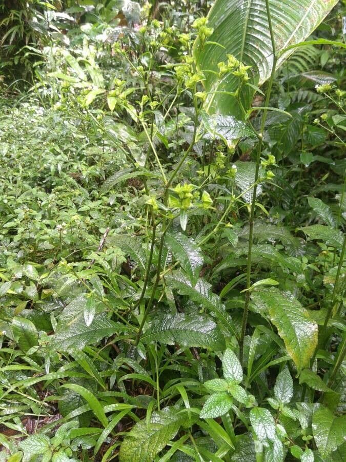 Elephantopus mollis showing its broad velvety leaves and small clustered flower heads in a tropical setting