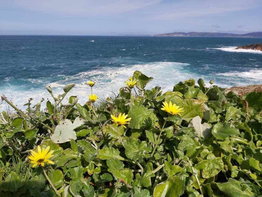Arctotheca calendula with yellow flowers