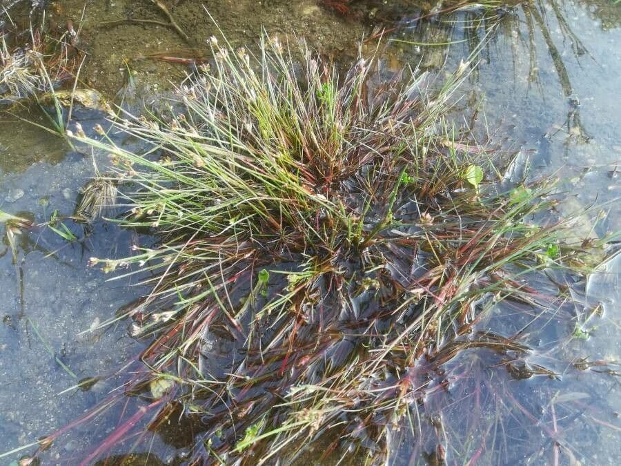 Juncus articulatus jonque à feuilles articulées détail végétal