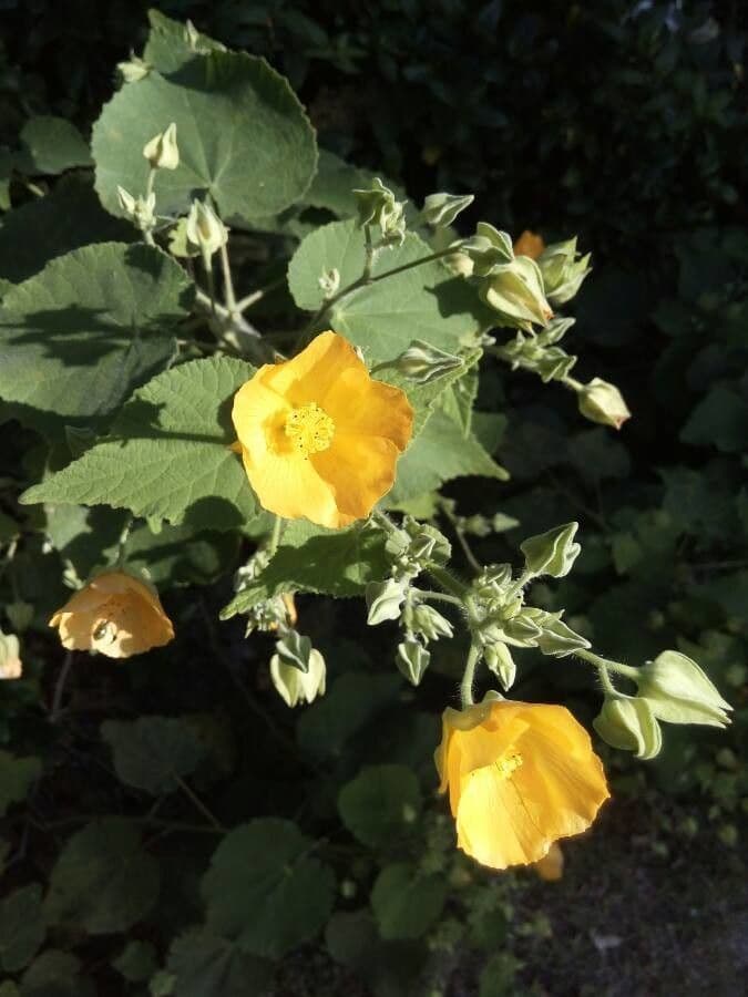 Grote-bladige schoonmalve met grote, zachte bladeren en oranje campanulaire bloemen