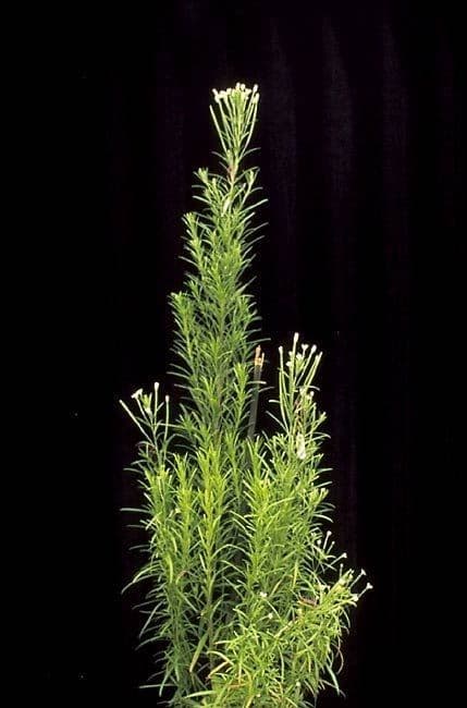 Épilobe leptophylle aux tiges élancées avec fleurs roses dans habitat marécageux