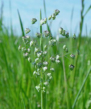 Briza minor en fleurs tremblant dans une bordure ensoleillée