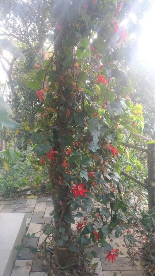 Passiflora vitifolia met rode bloemen en wijnbladachtige bladeren
