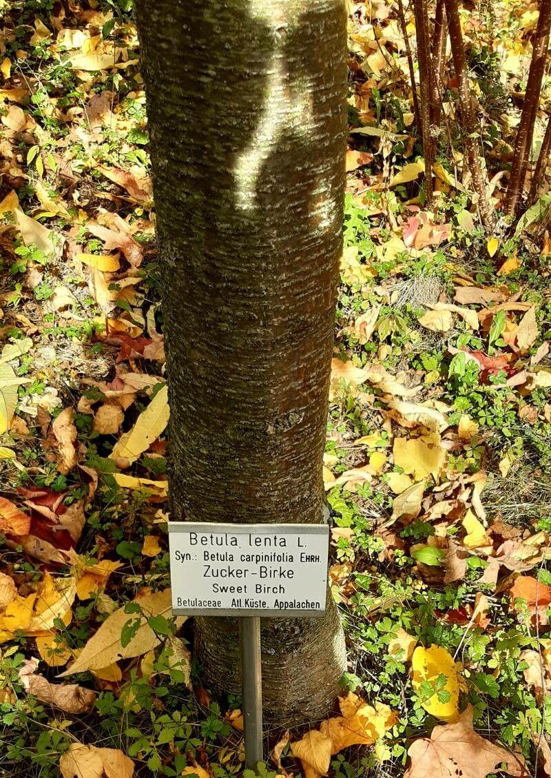 Cherry birch (Betula lenta) with glossy bark and slender trunk in a woodland edge setting
