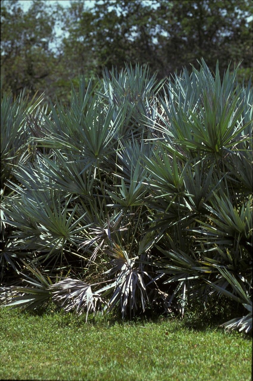 Saw palmetto (Serenoa repens) with fan-shaped leaves in its natural Florida habitat