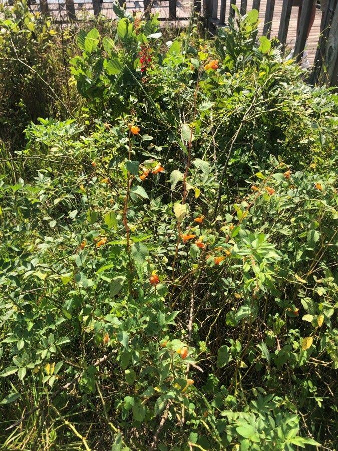 Orangefarbene Blüten des Springkrauts am Waldrand