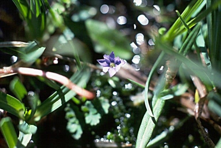 Gentiana prostrata als dekorative alpine Zwergart mit zartem blauen Blueten