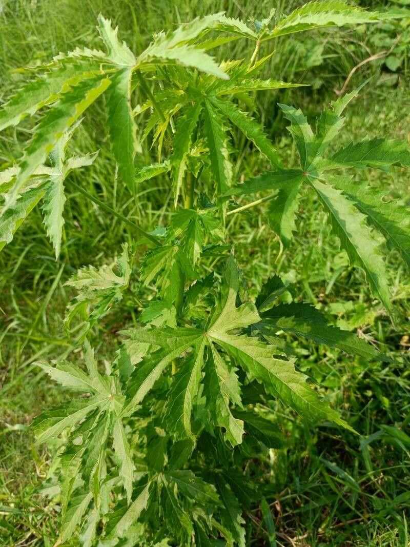 Hohe Ambari-Pflanze mit großen rosa Blüten und handförmigen Blättern in einem sonnigen Beet.