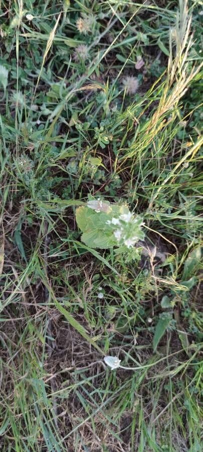Epiaire herisee avec de petites fleurs jaunes en epis denses