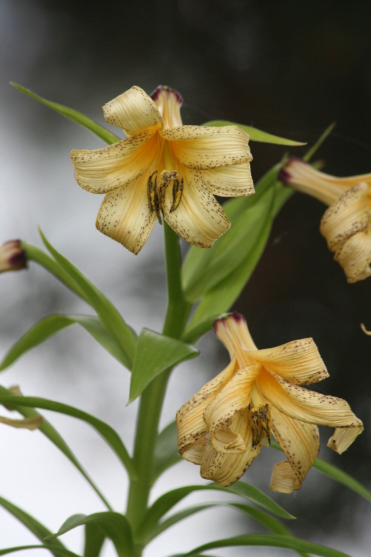Kesselring lelie bloemen