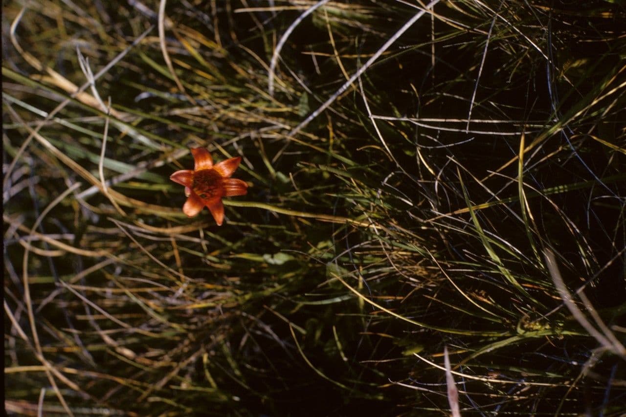 Kustenlilie mit tiefrot bis orangen Blattern mit dunkler Fleckung