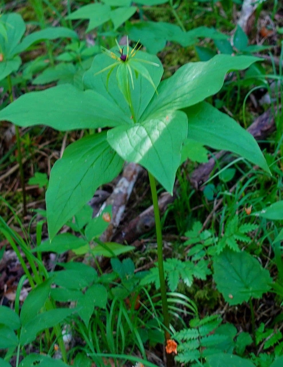 Paris quadrifolia plant met vier karakteristieke bladeren en groene bloem