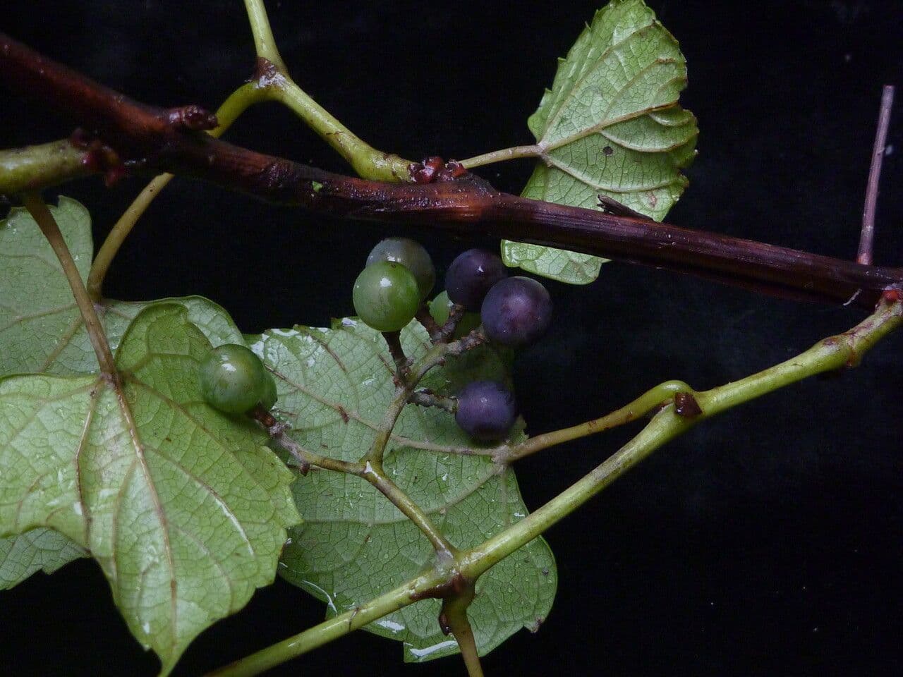 Creeping grape with dark green leaves and twining tendrils