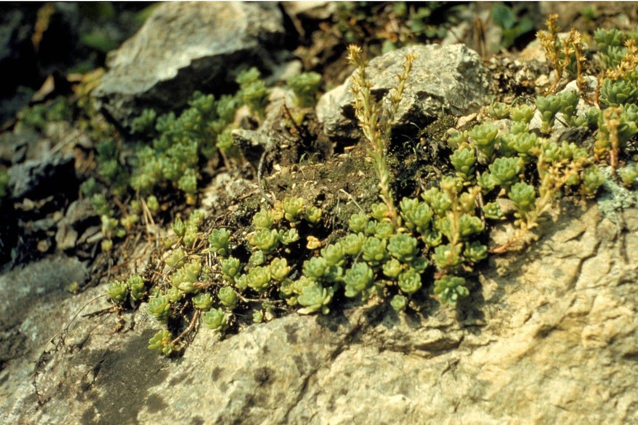 Sedum glaucophyllum auf felsigem Boden