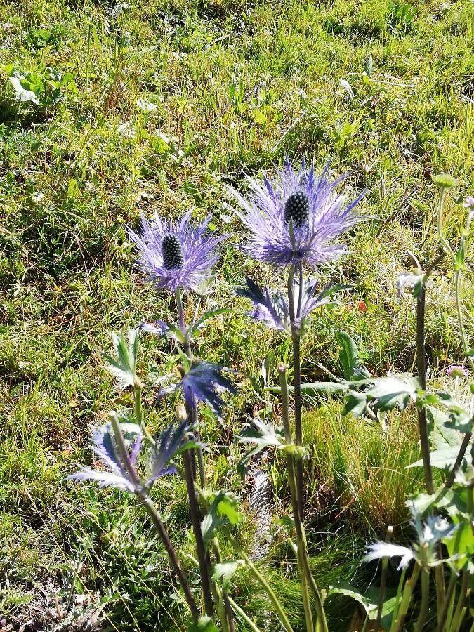 Panicaut des Alpes en fleur dans un jardin minéral avec gravier et roches