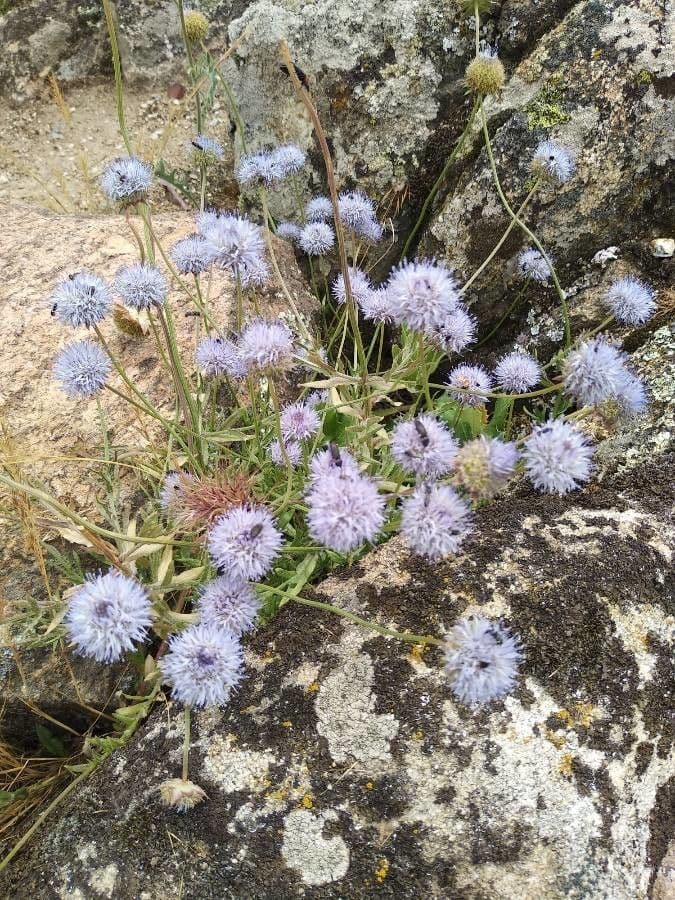 Sheep's-bit (Jasione montana) displaying characteristic rounded blue flower clusters