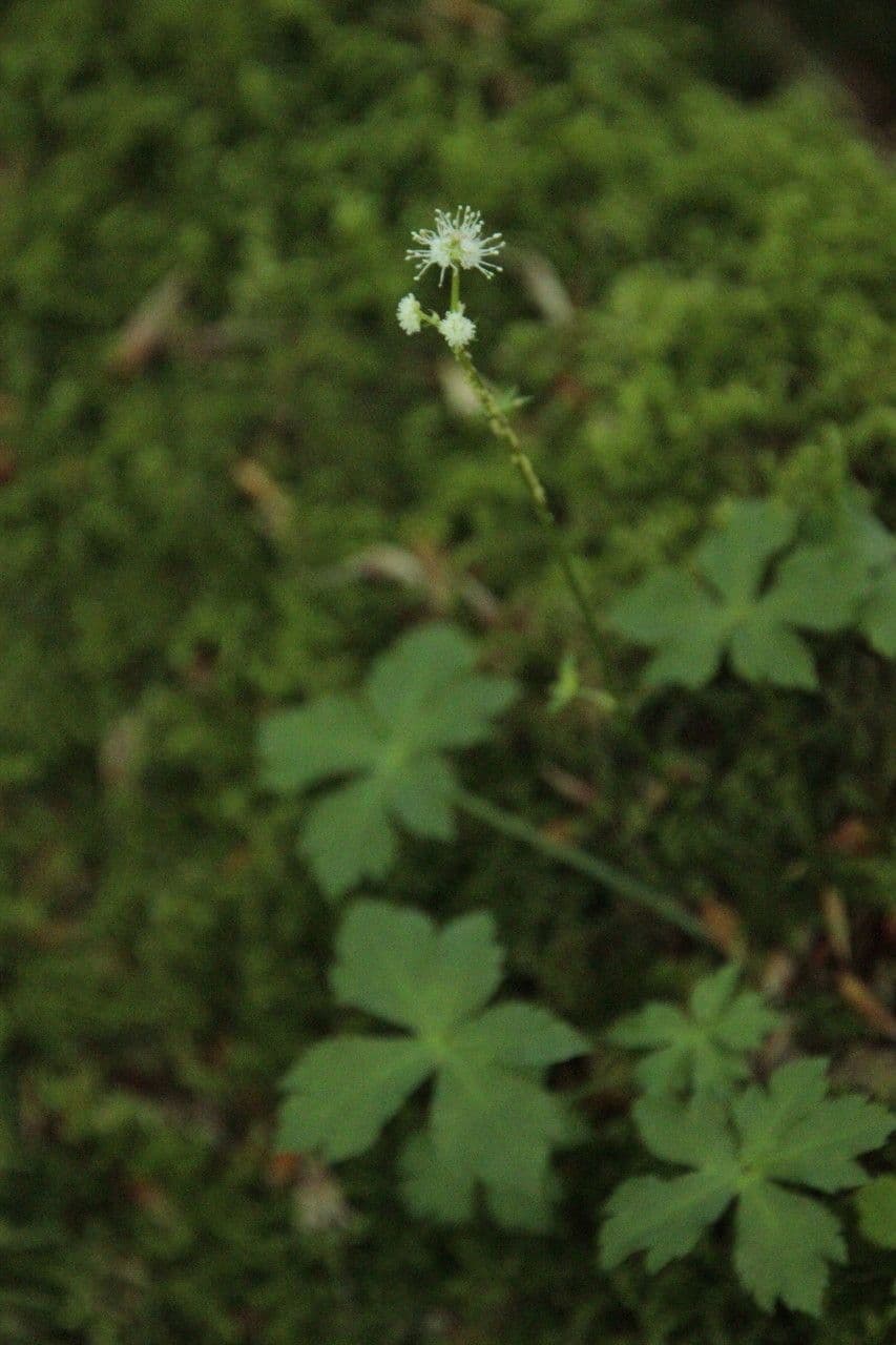 La sanicle pousse dans les forets europeennes avec des formes de feuillage et de floraison caracteristiques
