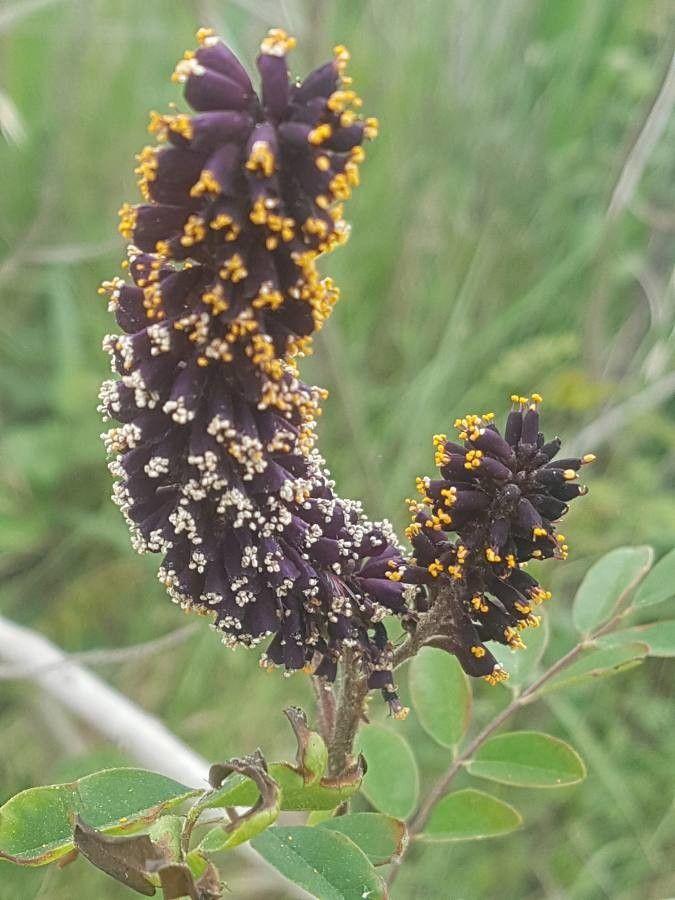 Bastaard Indigostruik in volle bloei met paarse bloemen en fijngelijk blad