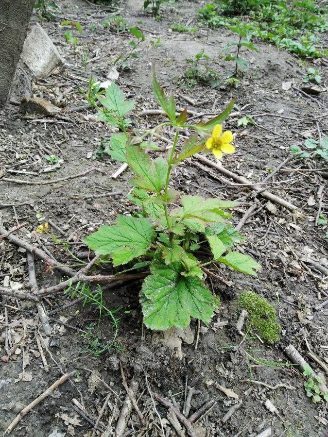 Großblättrige Nelkenwurz in voller Blüte unter lichten Laubbäumen