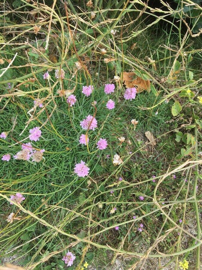 Armérie maritime en fleurs dans une rocaille ensoleillée, formant des touffes compactes avec des fleurs roses en boules sur de longues tiges