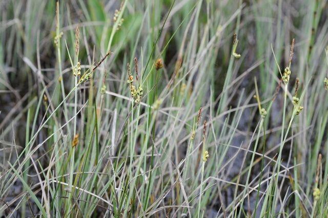 Carex livida dans un jardin naturel avec des plumets verts clairs