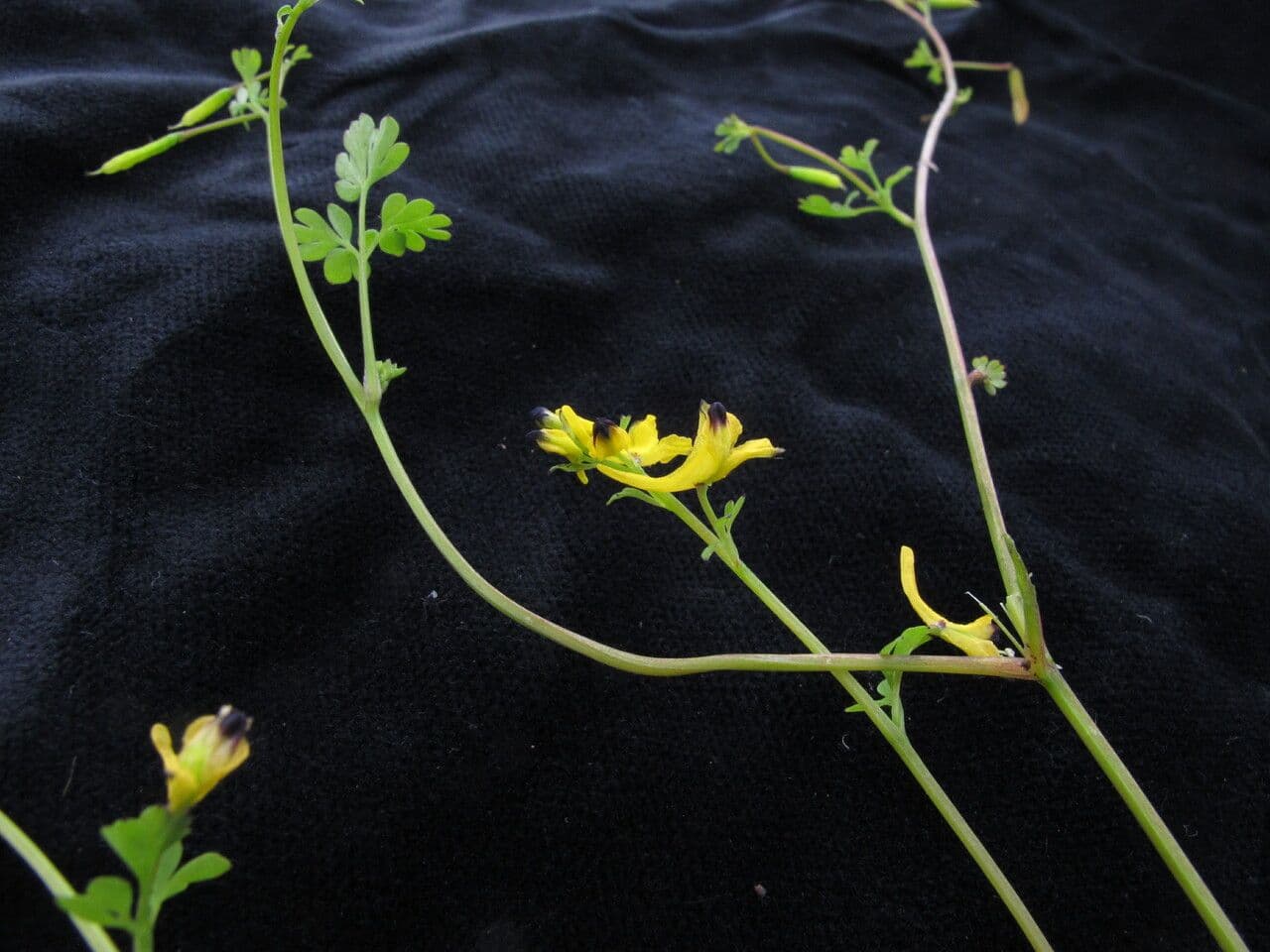 Corydalis caseana, Sierra-Lerchensporn, bluehend in einem Bergwald