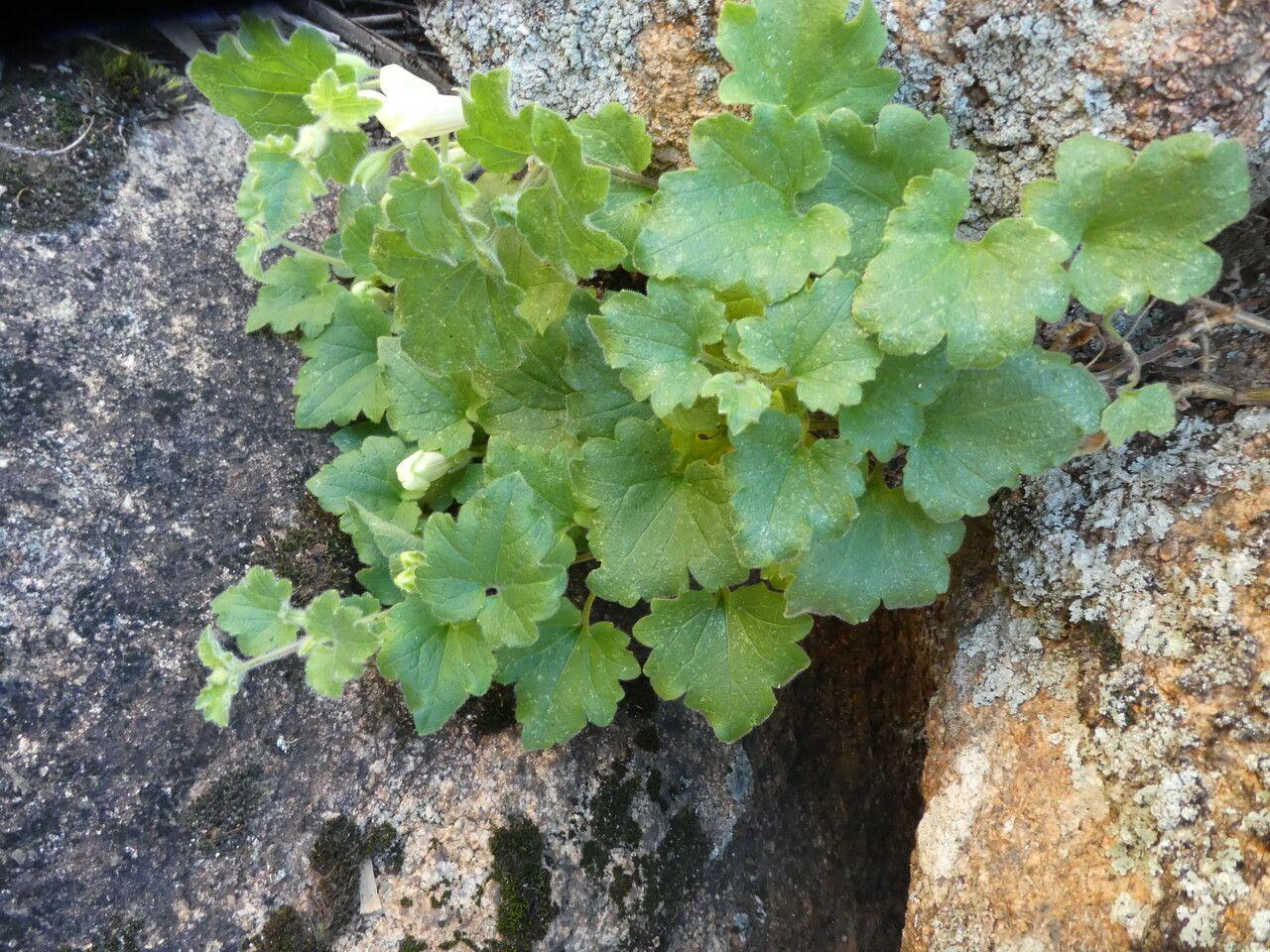 Asarine couchée en fleurs blanches débordant d'un mur de pierre dans un jardin