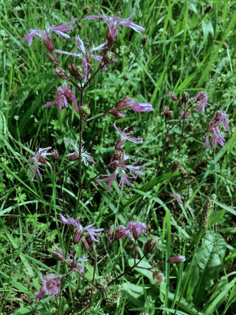Silene flos-cuculi with pink-red fringed flowers