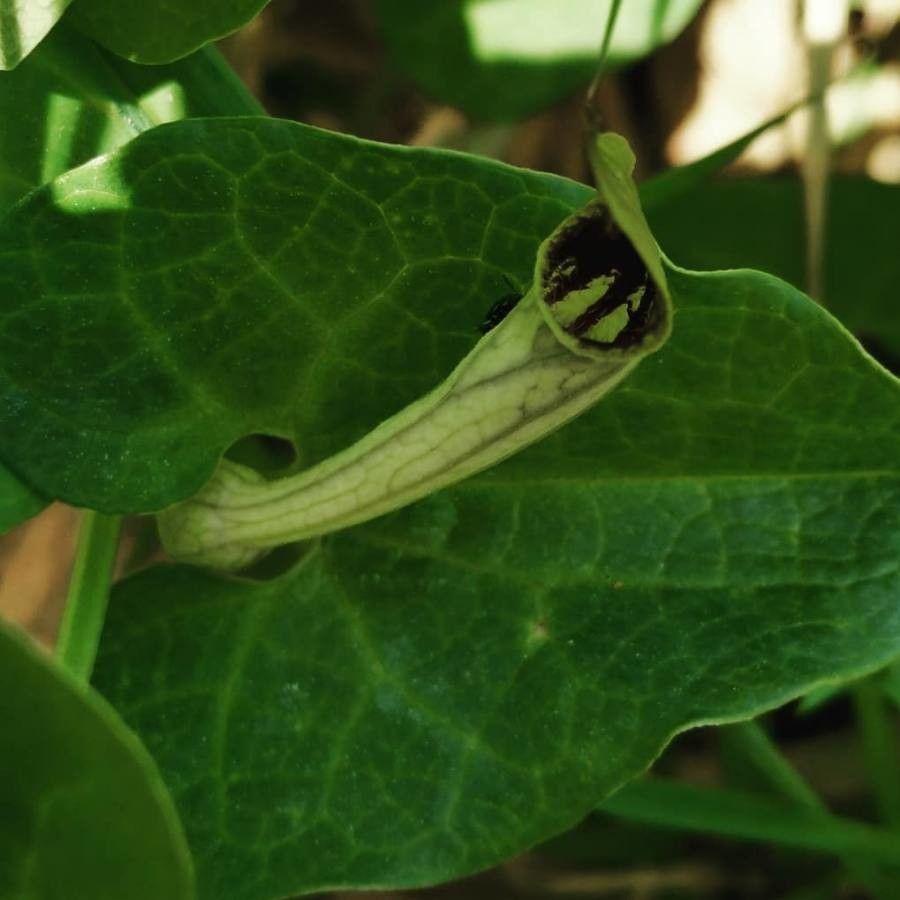 Smearwort (Aristolochia rotunda) met ronde bladeren en gele bloemen in zonnige ligging