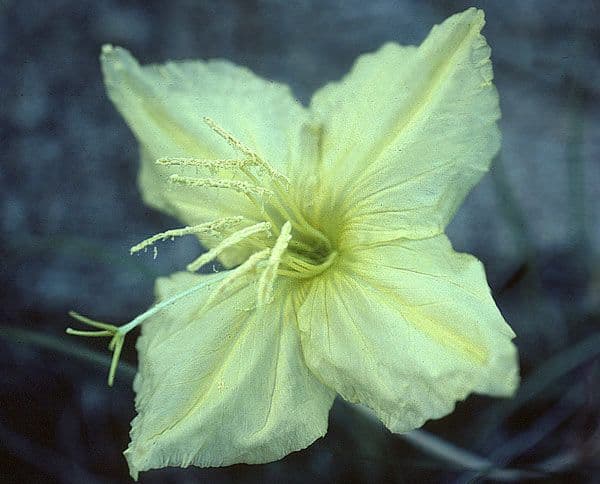 Gelbe Bluten der kurzfruchtigen Nachtkerze (Oenothera brachycarpa) in voller Blute