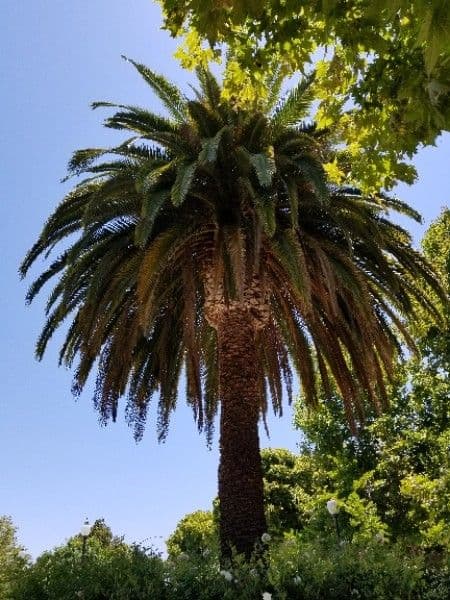 Canary Island date palm with huge feathery fronds against blue sky