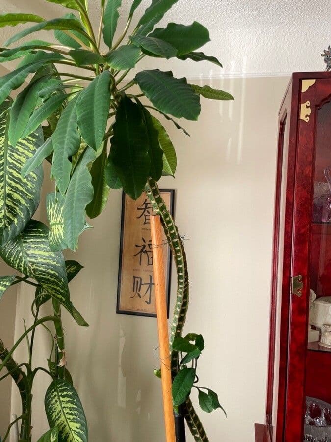 Euphorbia leuconeura Pflanze mit roten Blattadern und gruenen Blaettern mit charakteristischem Muster